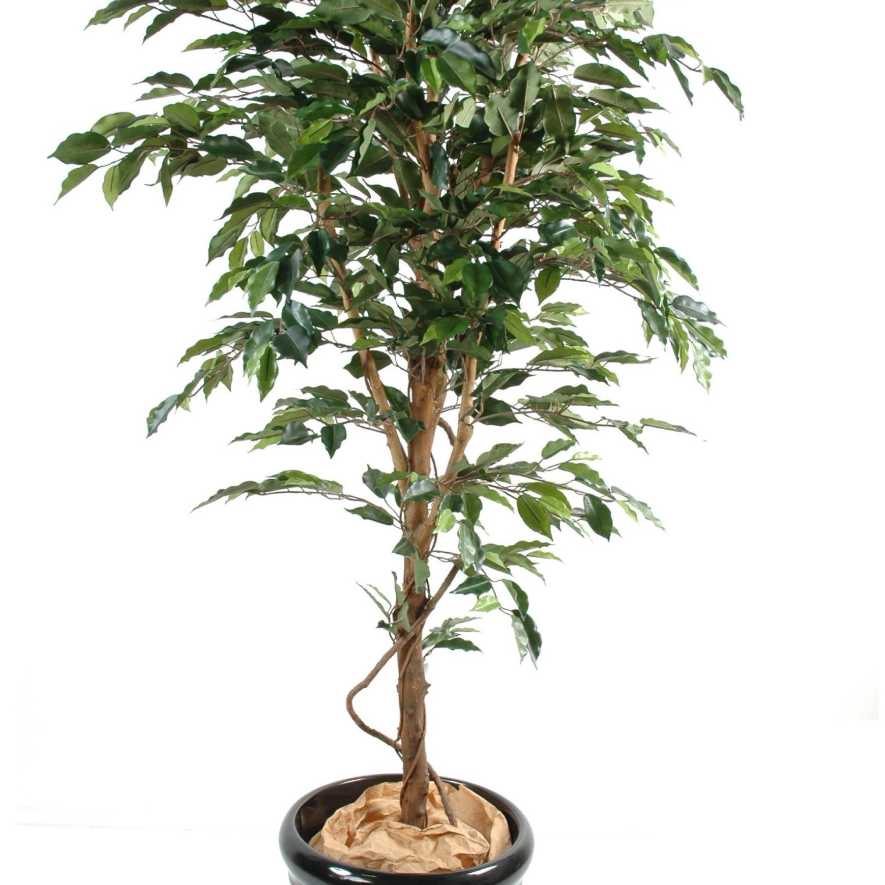 Autre angle du modèle : Choisir un sujet monumental plutôt que multiplier les petites plantes