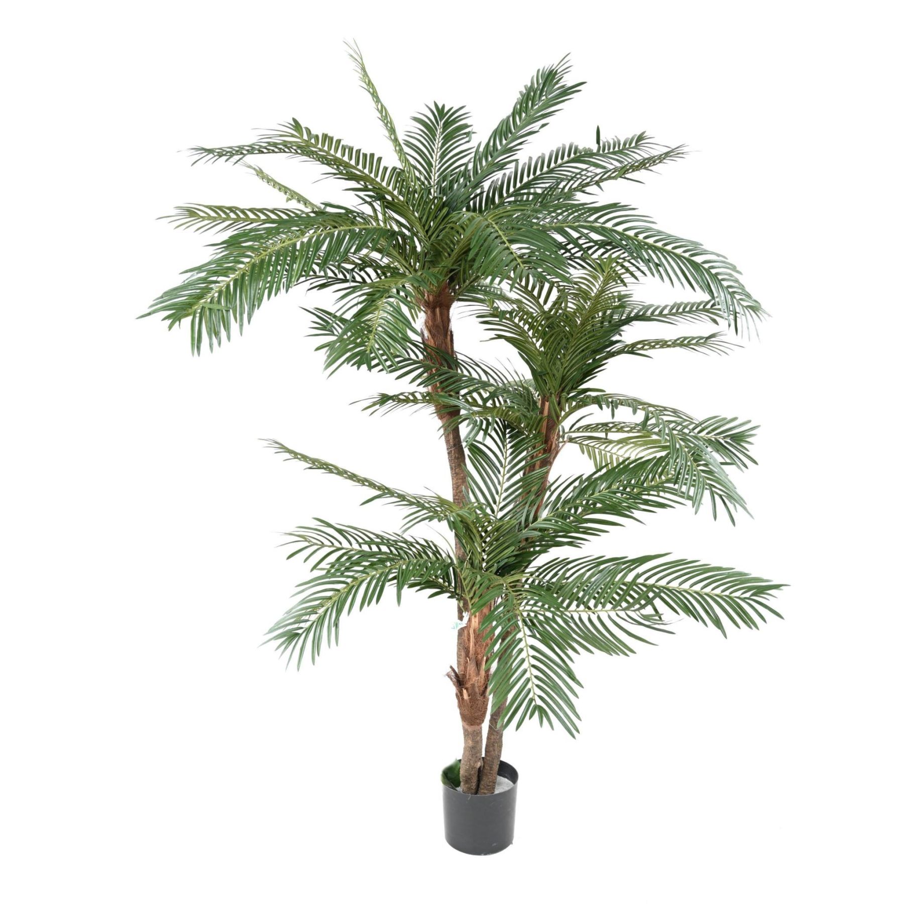Autre angle du modèle : Prévoir une large silhouette tropicale avant de choisir le pot
